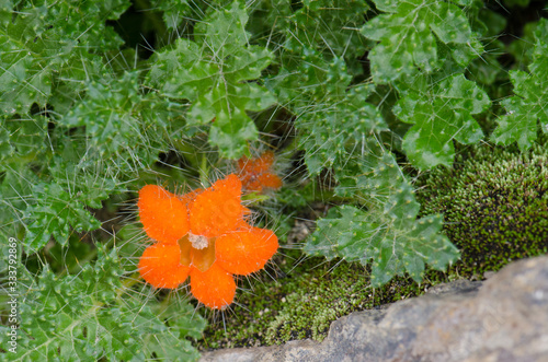 Plant Caiophora rosulata in flower in Lauca National Park. photo