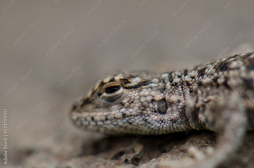 Iguanian lizard Liolaemus sp. in Lauca National Park. Iguanian lizard Liolaemus sp. in Lauca National Park.