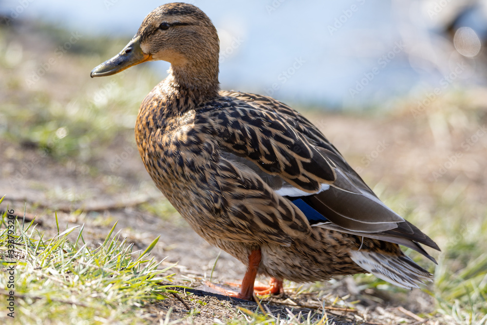 Female duck walks on the grass.