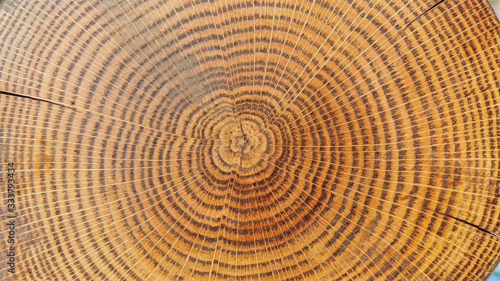 Fototapeta premium Processed with VSCO with preset