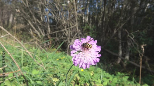 Gypsy rose (field scabious, Scabiosa arvensis) and syrphid fly on flower on edge of mixed forest. Karelia photo