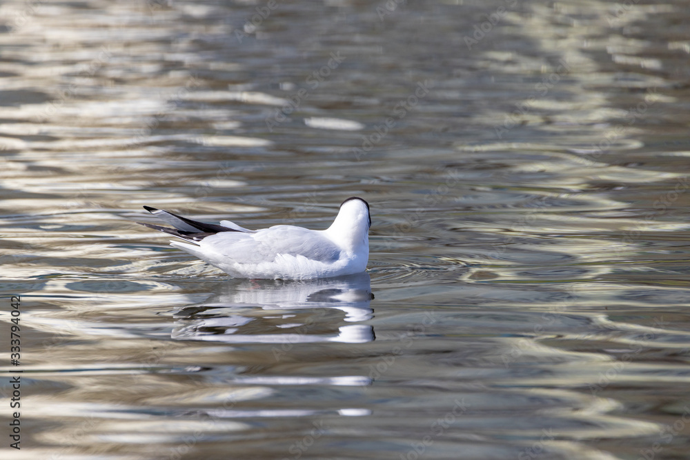 Fototapeta premium A white river gull swims on a pond.