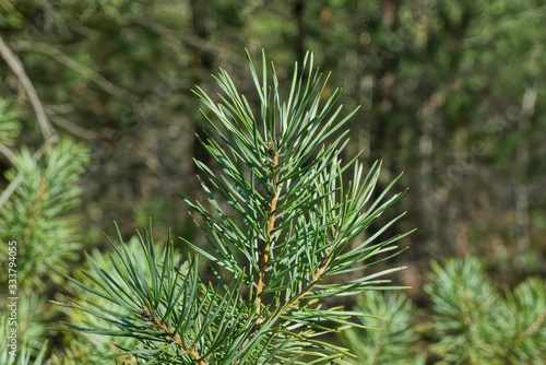 thin green coniferous branch on a pine tree in nature on a summer day