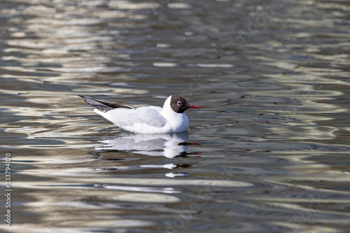 A white river gull swims on a pond.