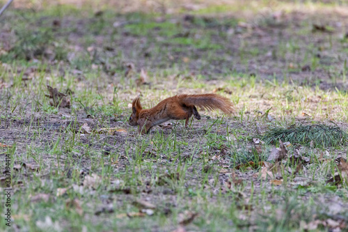 Red squirrel jumping on the green grass in the park. © Sergey