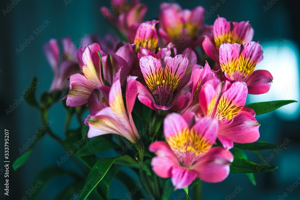 Fototapeta premium Pink alstroemeria flowers
