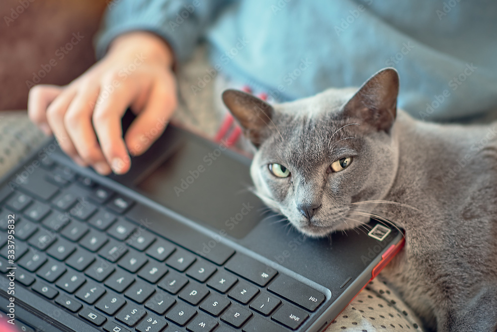 Blue british-shorthair cat resting its head on its remote-working owner's laptop keyboard, while looking at the camera. Close portrait in daylight. Horizontal orientation Blue british-shorthair cat resting its head on its remote-working owner's laptop keyboard, while looking at the camera. Close portrait in daylight. Horizontal orientation