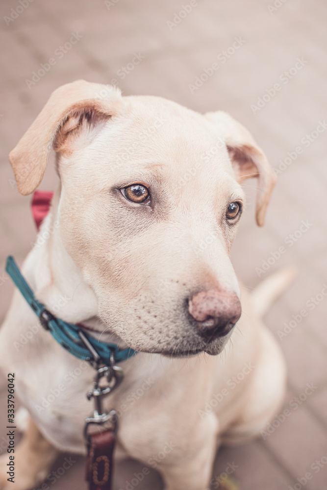 Cute white dog looking from side head portrait. pet with green collar and red tie outdoors