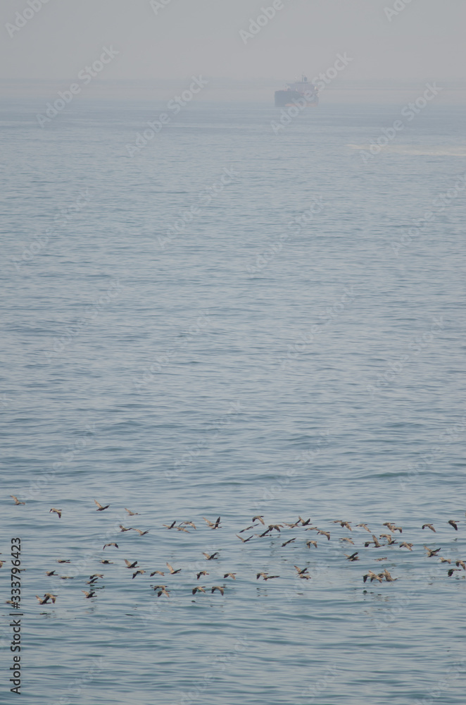 Guanay cormorants in flight and ship in the background. Guanay cormorants in flight and ship in the background.