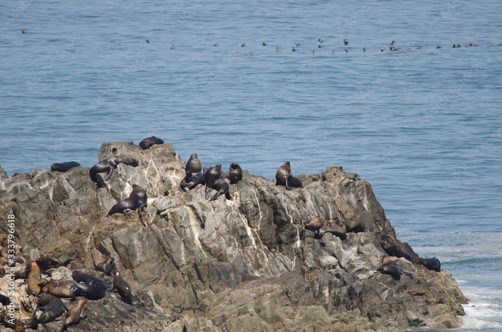 South American sea lions and guanay cormorants in the background. South American sea lions and guanay cormorants in the background.