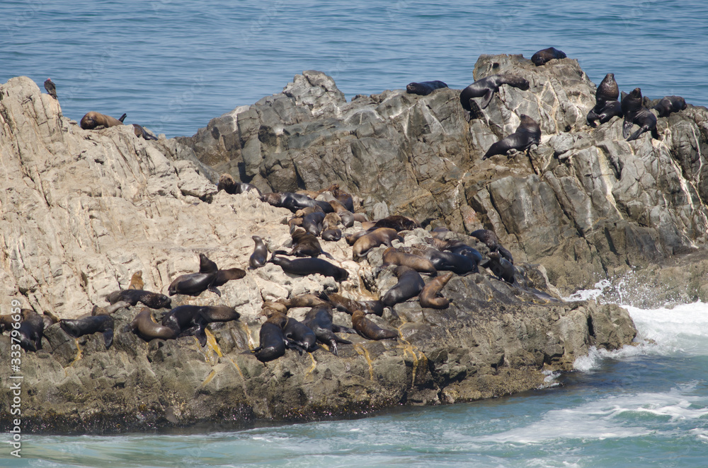 South American sea lions on a rocky cliff.