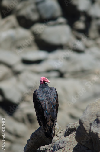 Turkey vulture Cathartes aura on a rock.