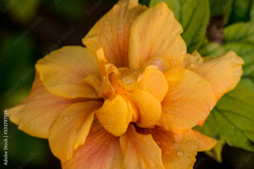 Fototapeta premium ncheiw