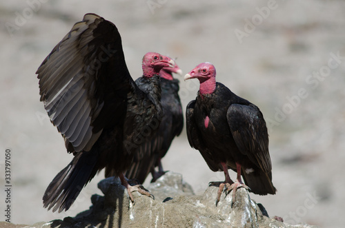 Turkey vulture Cathartes aura on a rock.