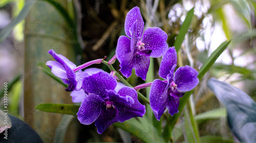Naklejka premium Orquideas
