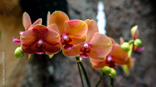 Orquideas phalaenopsis