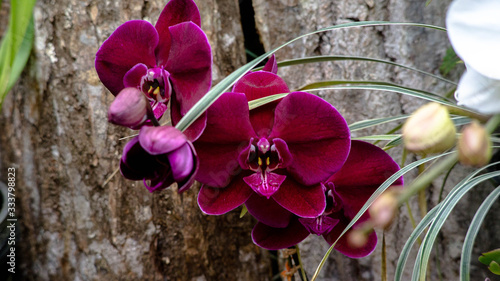 Orquideas