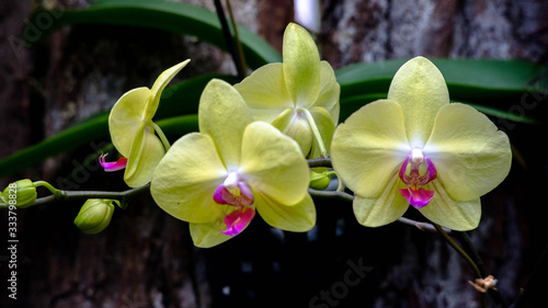Orquideas