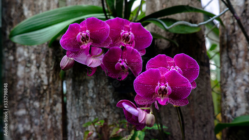 Orquidea phalaenopsis 