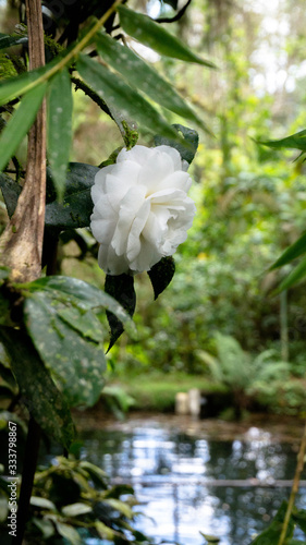 Orquidea con hermosa flor blanca