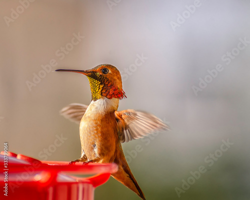 Allenâ€™s / Rufous Hummingbird (Selasphorus) at feeder, Los Angeles, CA.