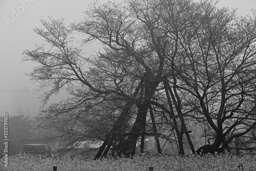 Wallpaper Mural Cherry blossoms bloom in spring Torontodigital.ca
