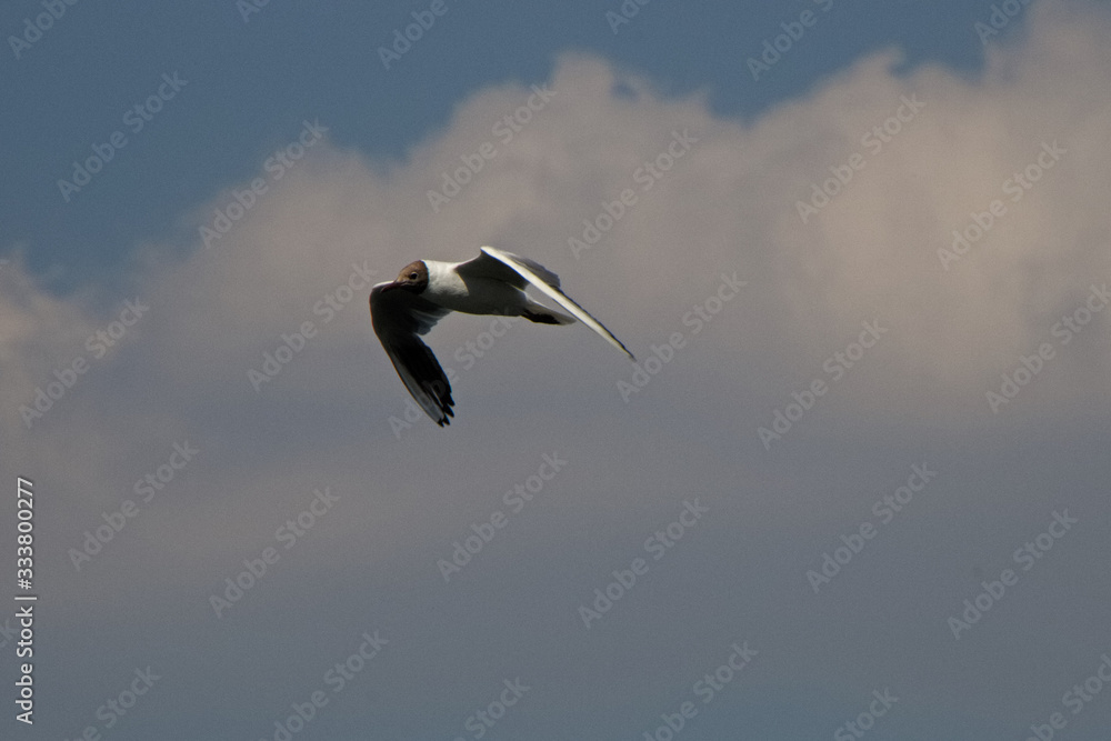 Obraz premium eine Möwe im Flug