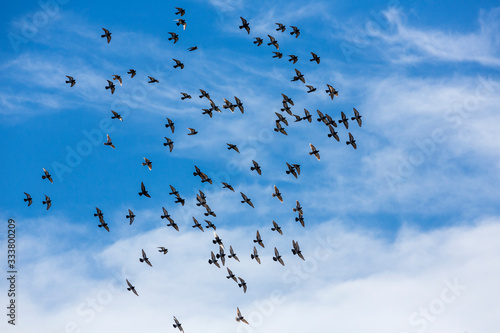 Pigeons flee togeether into a brilliant blue cloudy sky