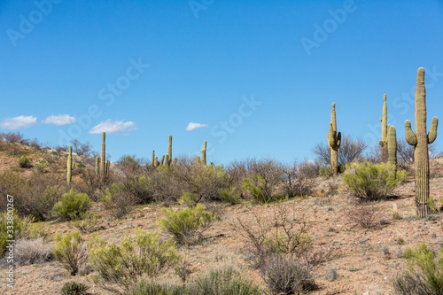 Saguaro cactus landscapes with desert and mountains © ecummings00