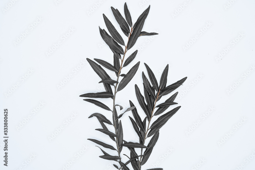 Black leaves on white background. Flat lay, top view, space.