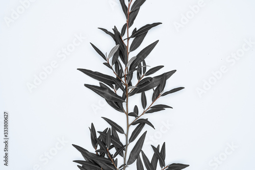 Black leaves on white background. Flat lay  top view  space.