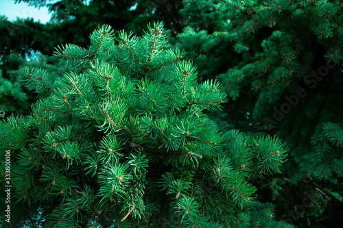 Christmas tree pine, coniferous tree, Christmas tree for a holiday of green color