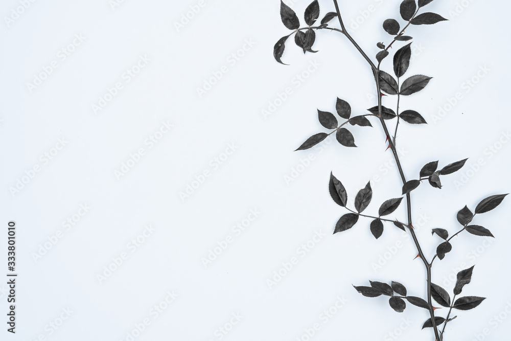 Black leaves on white background. Flat lay, top view, space. Black leaves on white background. Flat lay, top view, space.