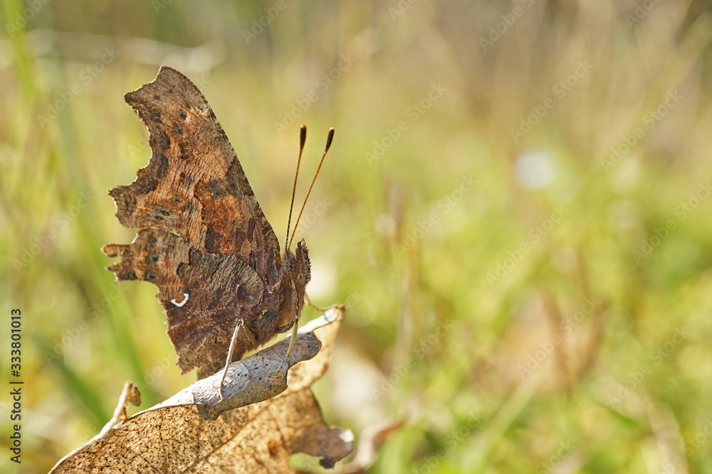 Obraz premium Nahansicht eines C-Falters