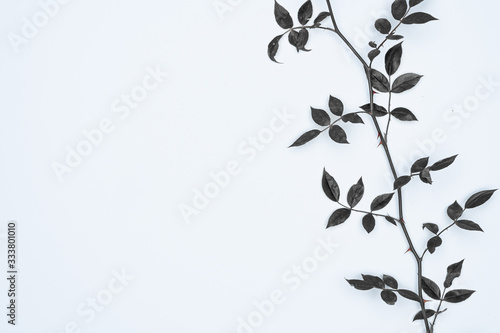 Black leaves on white background. Flat lay  top view  space.