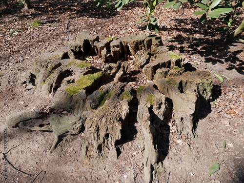 Baumstumpf im Park photo