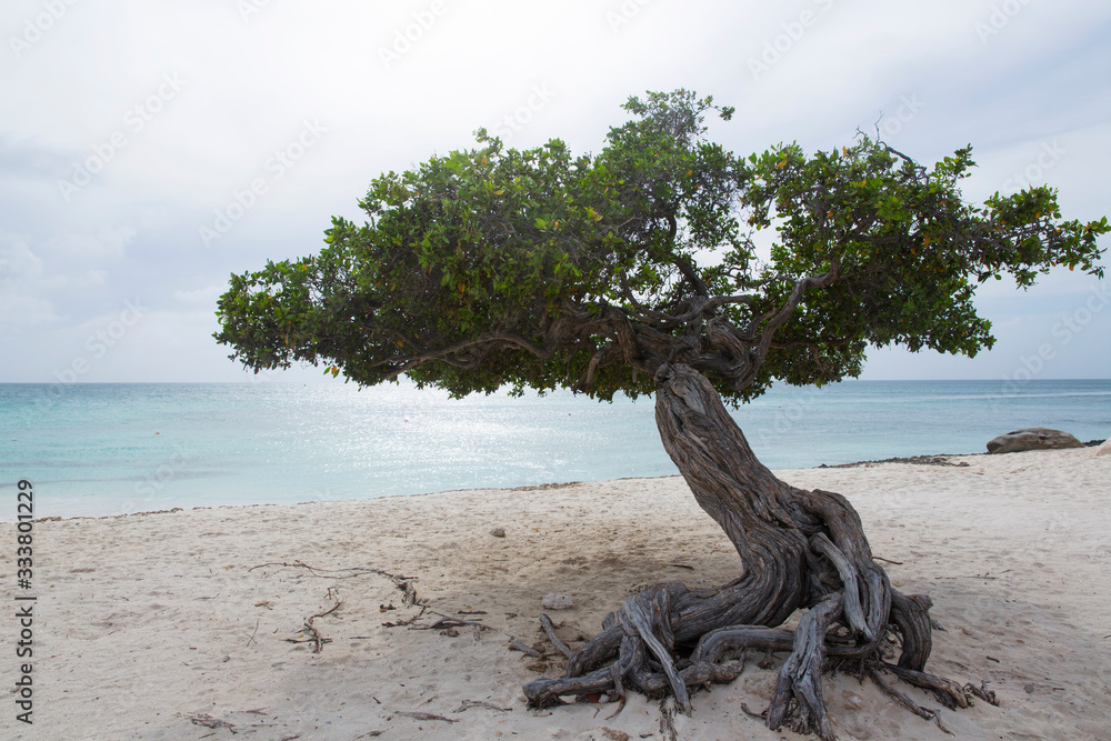 Divi Divi Tree on Eagle Beach in Aruba