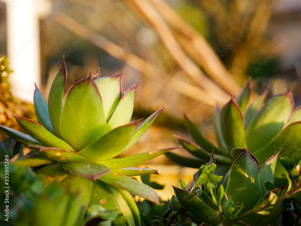 Fototapeta premium Beautiful greasy plant