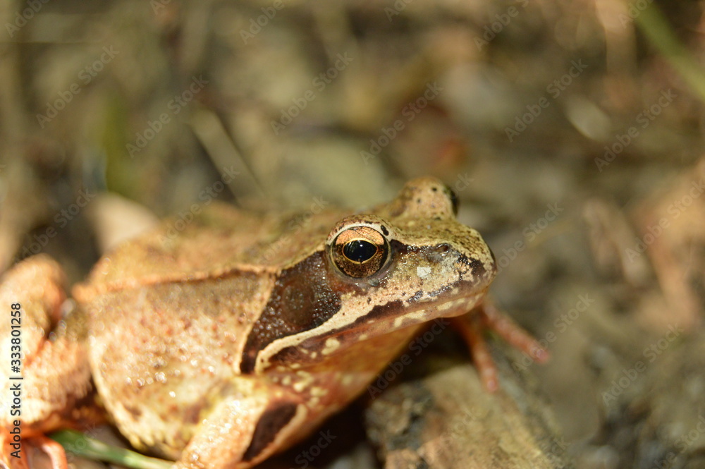 Brown frog, toad in woods Brown frog, toad in woods