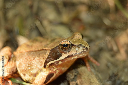 Brown frog, toad in woods