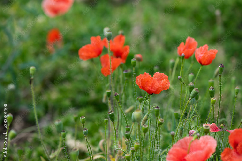 Red poppy flower on dark green background summer time Red poppy flower on dark green background summer time