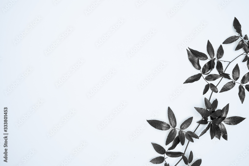 Black leaves on white background. Flat lay, top view, space.