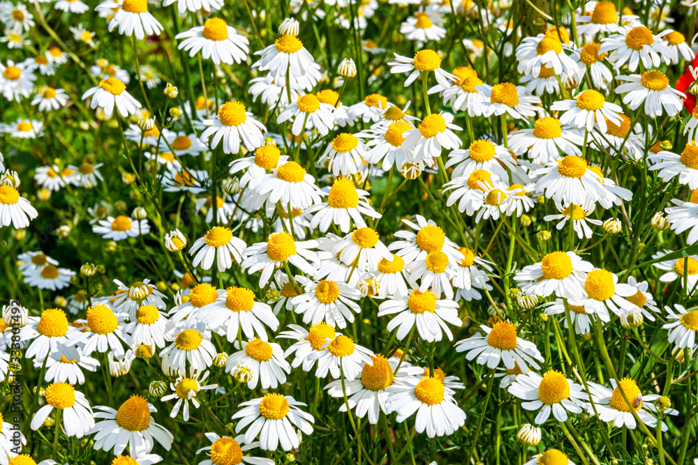 Daisy flower field close-up