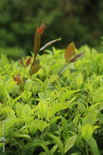 green plant in the tea leaf garden