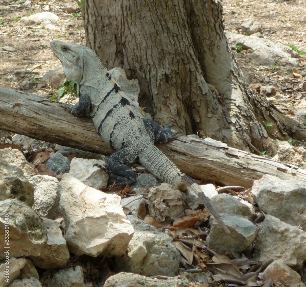Spiny Tailed Iguana Uxmal Spiny Tailed Iguana Uxmal
