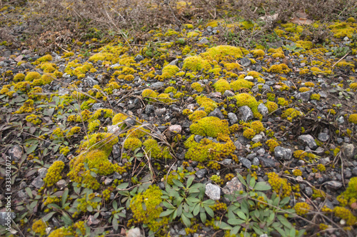 Fotografie yellow-green plants on stony ground