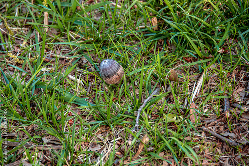 Acorn in the grass
