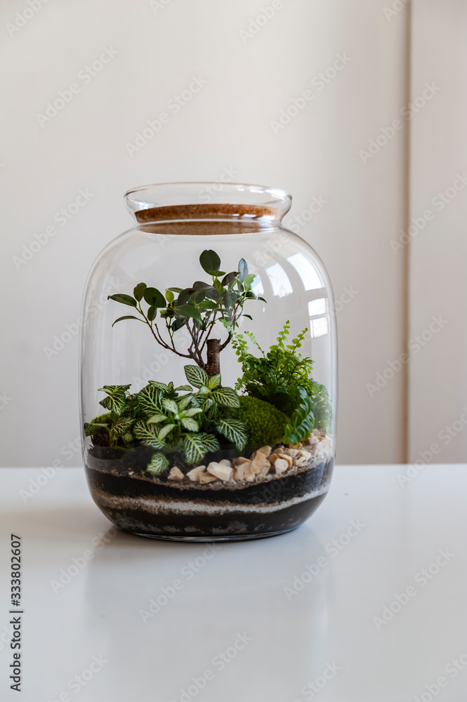 Small decoration plants in a glass bottle/garden terrarium bottle/ forest in a jar. Terrarium jar with piece of forest with self ecosystem. Save the earth concept. Bonsai