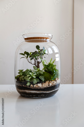 Obraz na płótnie Small decoration plants in a glass bottle/garden terrarium bottle/ forest in a jar. Terrarium jar with piece of forest with self ecosystem. Save the earth concept. Bonsai w salonie