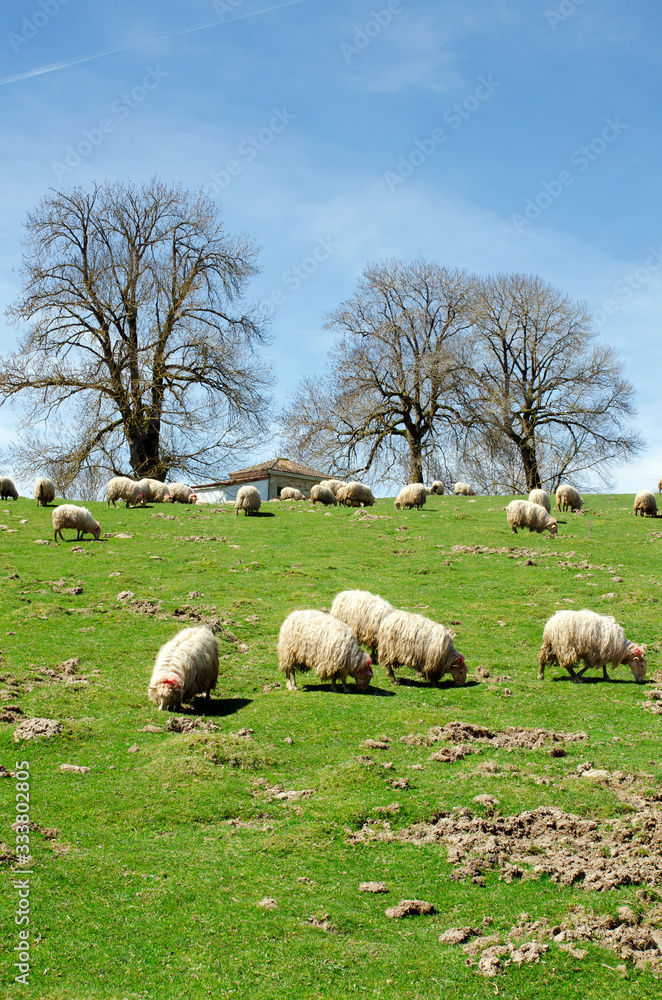 Fototapeta premium A Flock Of Sheep Grazes On A Green Field .